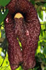 4612727-aristolochia-elegans-calico-flower-insect-catcher