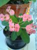 euphorbia milii