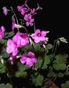 oxalis