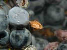 DSCN3516