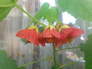 abutilon-5