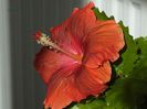 hibiscus19