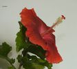 hibiscus25