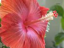 hibiscus38