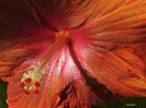 hibiscus41