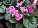 Rose Marie