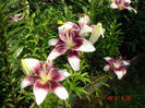 DSC04460