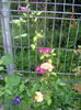 DSC04544