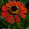 -helenium-red-army