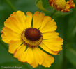 20100914195747-helenium-rauchtopas
