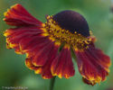 20100914195801-helenium-ring-of-fire