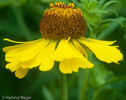 20100914195809-helenium-riverton-beauty