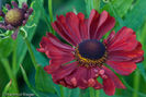 20100914195823-helenium-rotkaeppchen