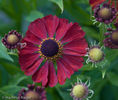 20100914195836-helenium-rubinzwerg