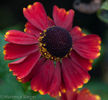 20110822130212-helenium-red-jewel