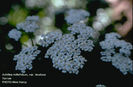 Achillea_millefolium