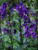 Aconitum%20napellus