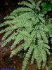 adiantum_pedatum_UBC_02s