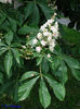 aesculus_hippocastanum_SMITHCOL_01s