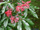 aesculus_pavia_SMITHCOL_01s