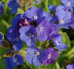 Anchusa%20azurea%20
