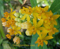 apolloyellow asclepias curasavica