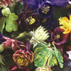 AQUILEGIA%20