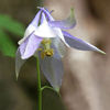 AQUILEGIA%20AMALIAE
