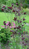 Aquilegia%20atrata