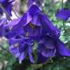AQUILEGIA%20BERTLONII