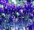 Aquilegia%20