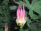Aquilegia%20canadensis%20flower1