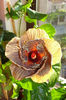 Tahitian Brown Firebird