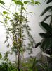 DSCN3676