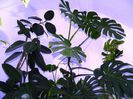 DSCN3677