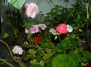 DSCN3682
