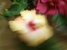 Fotografie7865