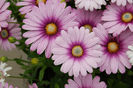 062%20Osteospermum%20Cape%20Daisy%20Purple%20Illusion