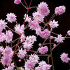 3814-thalictrum_delavayi_hewitts_do-440x400