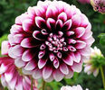 3912-dahlia_edinburgh-560x400