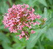 4753-centranthus-ruber-mavun-cervena-1