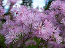 8992965-meadow-rue-thalictrum-aquilegifolium--family-ranunculaceae-in-the-garden