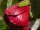 abutilon_nabob_5281