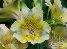 Alstroemeria_felicia_01_5285