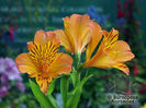 Alstroemeria_orange_supreme_03_5384