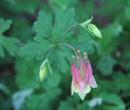 Aquilegia%20canadensis%20flower3