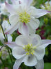 Aquilegia___