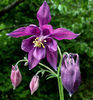 Aquilegia_atrata