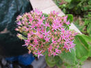 Sedum Spectabile