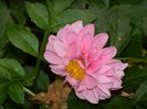 DSCN3702